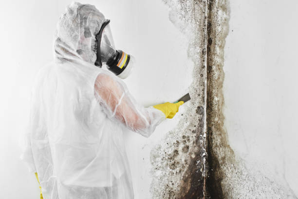 Best Post-Flood Mold Remediation in Ack, NY