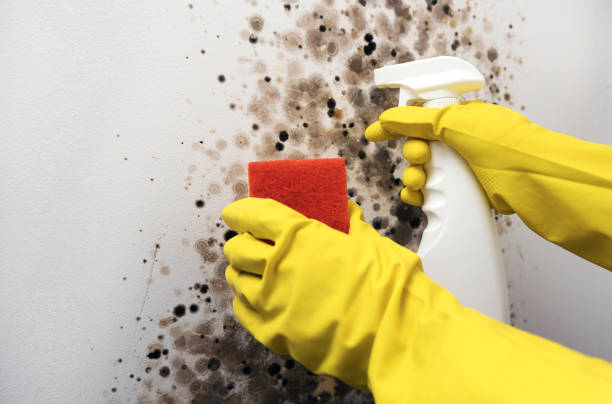 Reliable Nyack, NY Mold Remediation Solutions